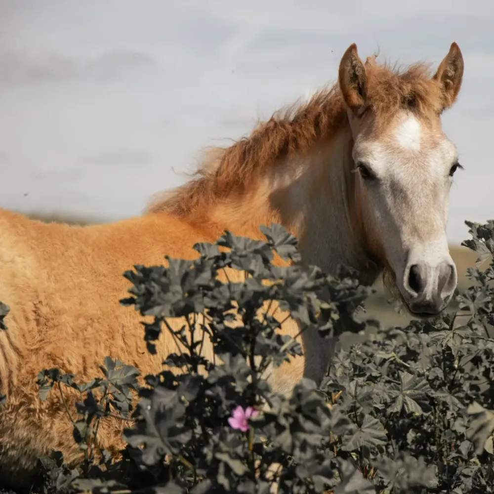 cheval (3)
