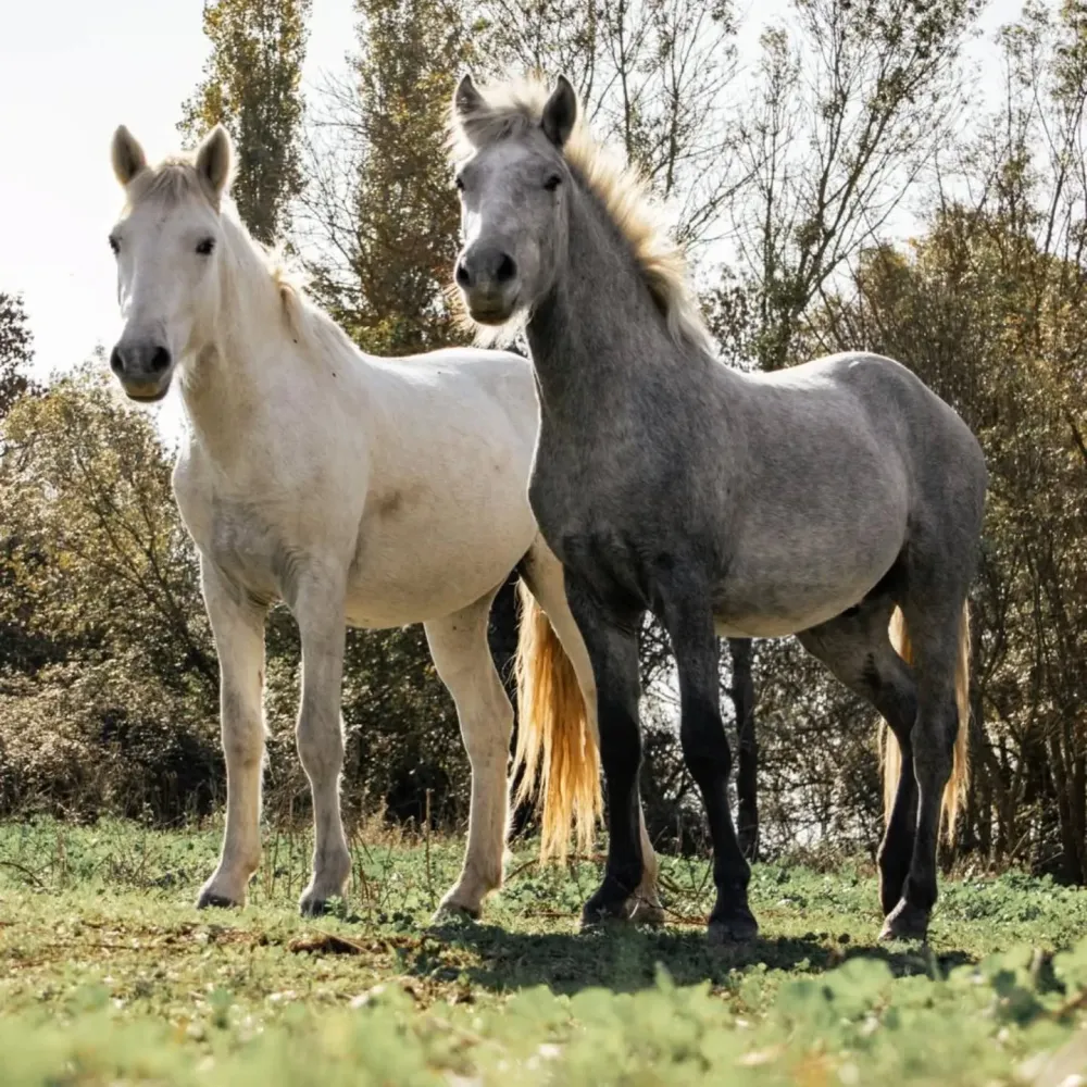 Vente de chevaux à Saint-Geniès-de-Malgoirès